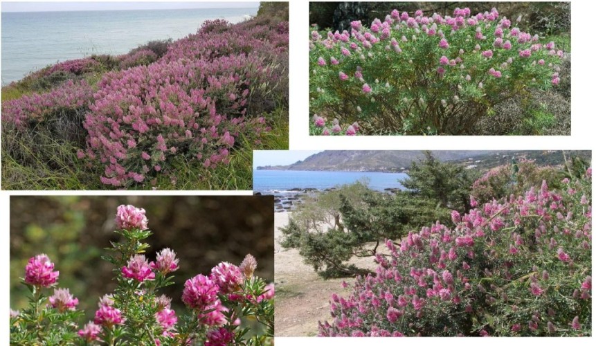 The hidden treasure of Crete